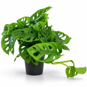 monstera monkey mask