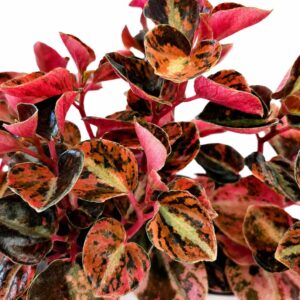 peperomia creme brulee