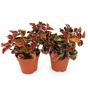 peperomia creme brulee