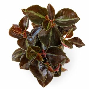 peperomia matallica colombiana