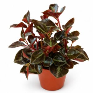 peperomia matallica colombiana