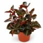 peperomia matallica colombiana