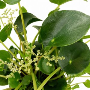 pilea peperomioides