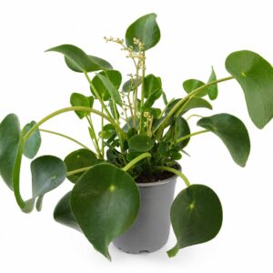 pilea peperomioides