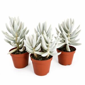 senecio mont blanc