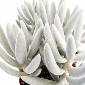 senecio mont blanc
