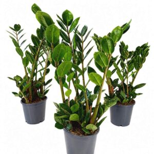 zamioculcas lima