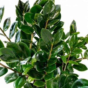 zamioculcas lima