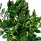 zamioculcas lima